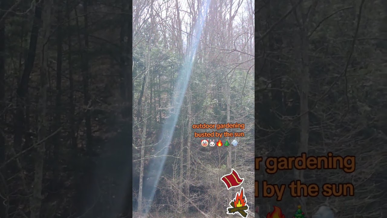 #fyp #funny #comedy #reels #trending #outdoors #creek #woods #nature #smoke #sesh #memesdaily