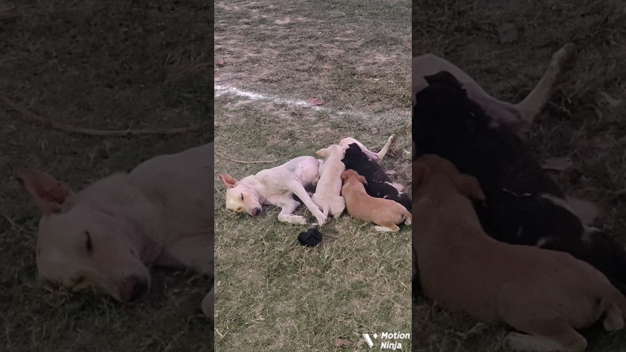 Hungry Hungry Pups #feeding #hungrypuppy #puppies #cute #ytshorts #shortsfeed #sorts #shorts #mother