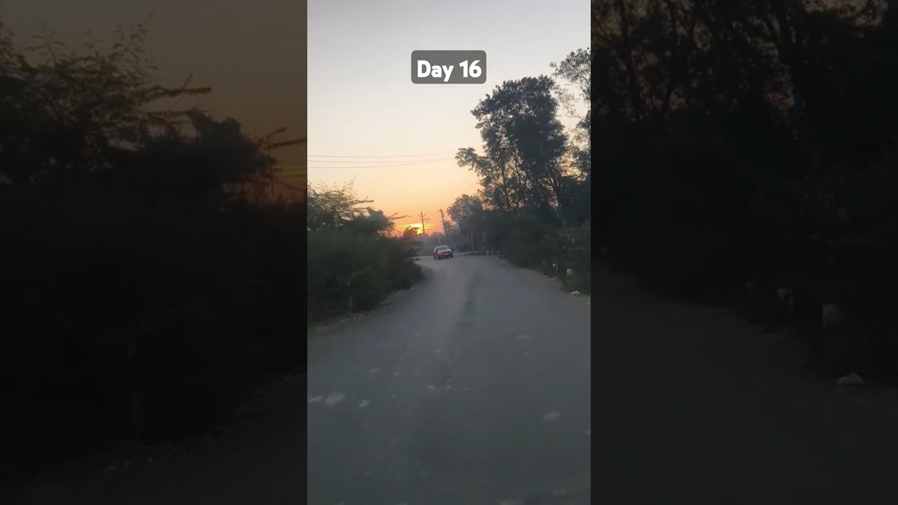 scholl van daily ruting 