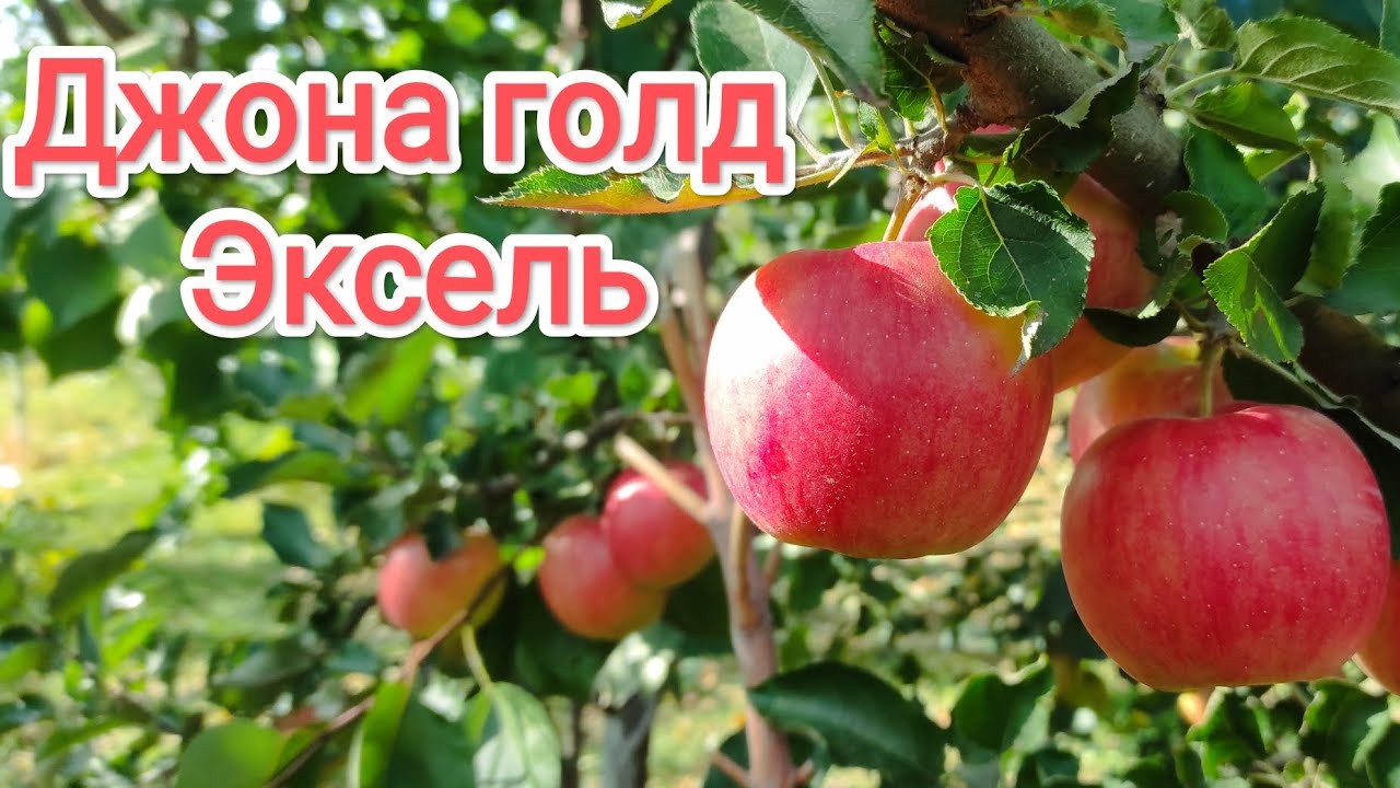Яблоня Джона голд Эксель/Jonagold Excel