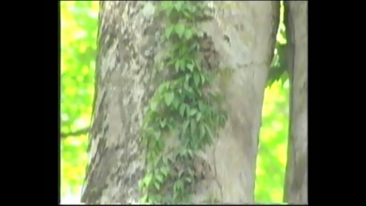 culto a los orishas vol.5 obatala