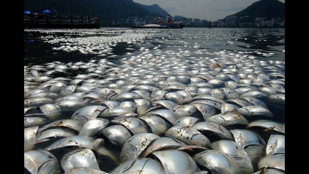 5 Mysterious Mass Animal Deaths