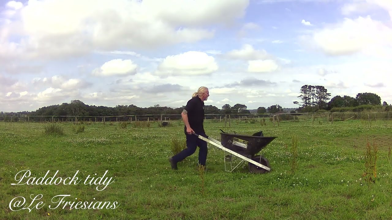 Le Friesians in a Tidy Paddock  Relaxing Long Summer Days & Majestic Black Horses