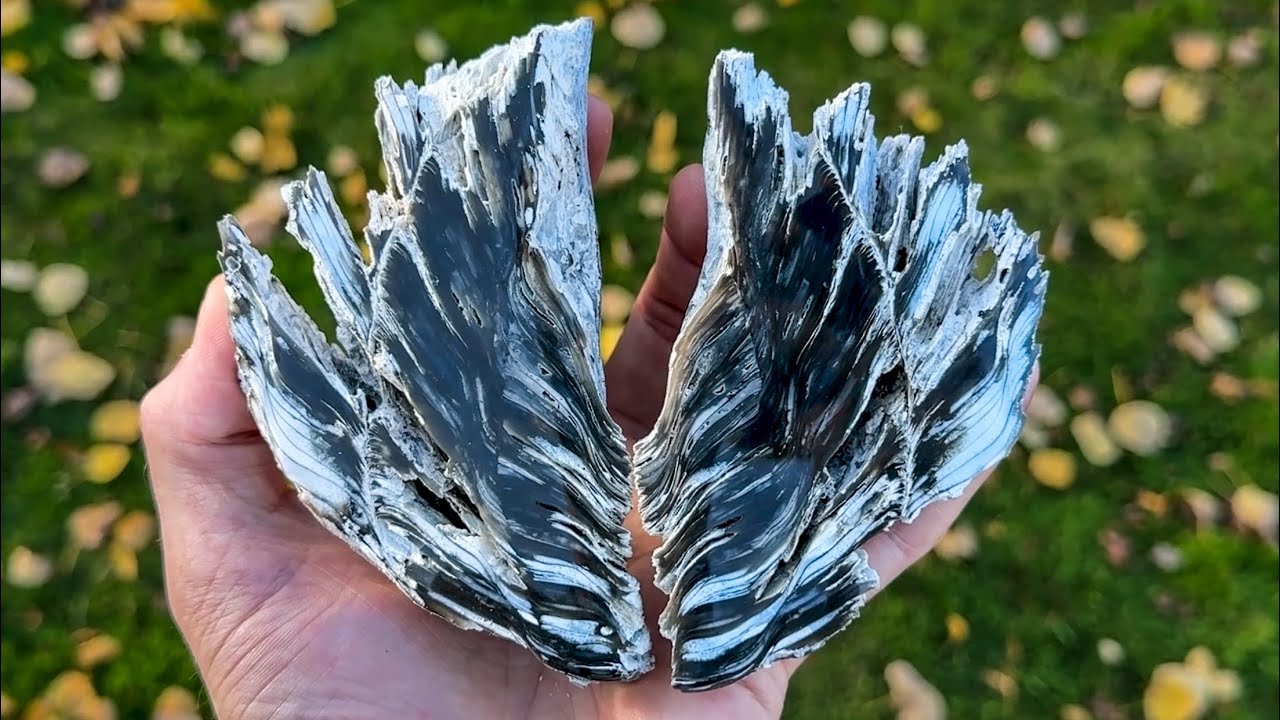 Я разделываю РЕДКИЕ устрицы… Сколько они стоят?