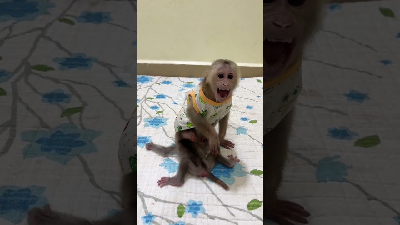 monkey pavpav playying with baby linda
