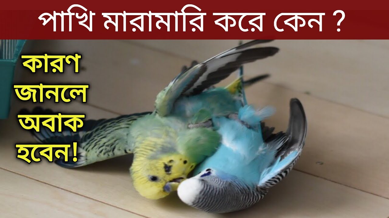 বাজরিগার পাখি মারামারি করে কেন | পাখির মারামারি | Pakhi Maramari Kore Kano | বাজরিগার পাখি পালন