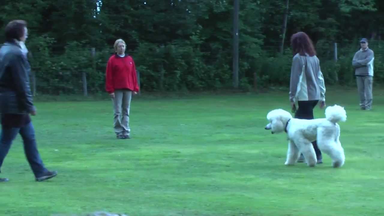 Großpudel Begleithundeprüfung DVG