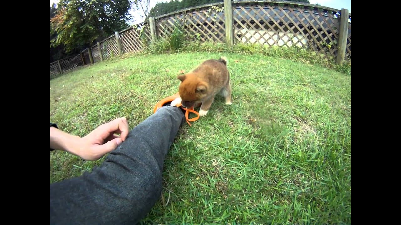 Japanese dog 