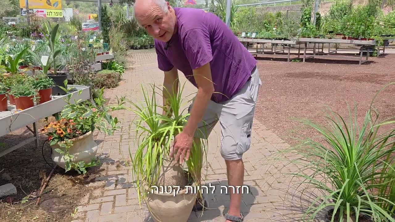 צמח השבוע: נולינה (בוקרנאה) מופשלת