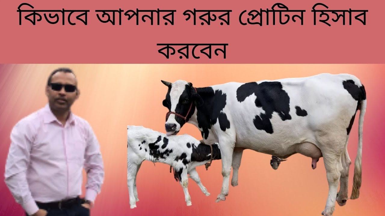 কিভাবে আপনার গরুর Protein হিসাব করবেন।।MK Bashar