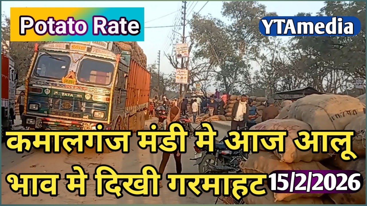 कमालगंज आलू मंडी मे आज का आलू भाव | आलू भाव  मे दिखी गरमाहट | aaj kamalganj mandi potato rate|