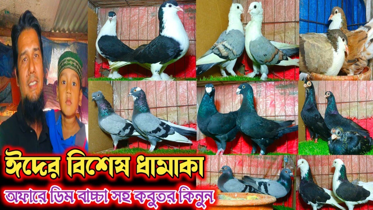 🌹১০০% ডিম সহকারে ভালো মানের দেশী বিদেশি কবুতর বিক্রি হবে পাইকারি দামে শাহিন ভাইয়ের খামার থেকে 🌹🌹🌹