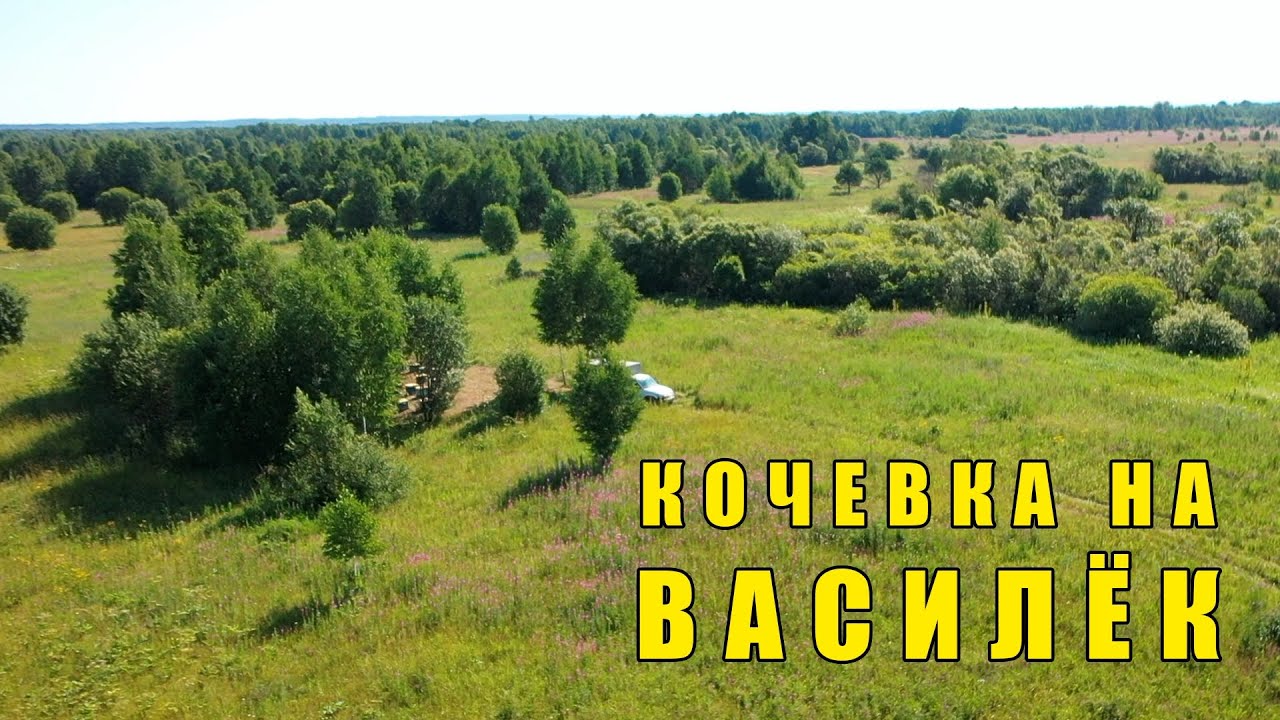 Вывезли пчёл на васильковый взяток в другой район, пасека Старчевских, Сибирь