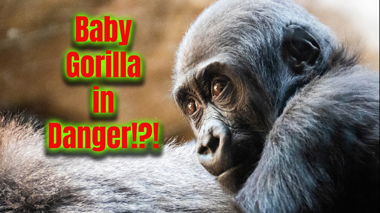 Baby Gorilla, Jameela, in Danger? A Heart-Stopping & Heartfelt Gorilla Moment
