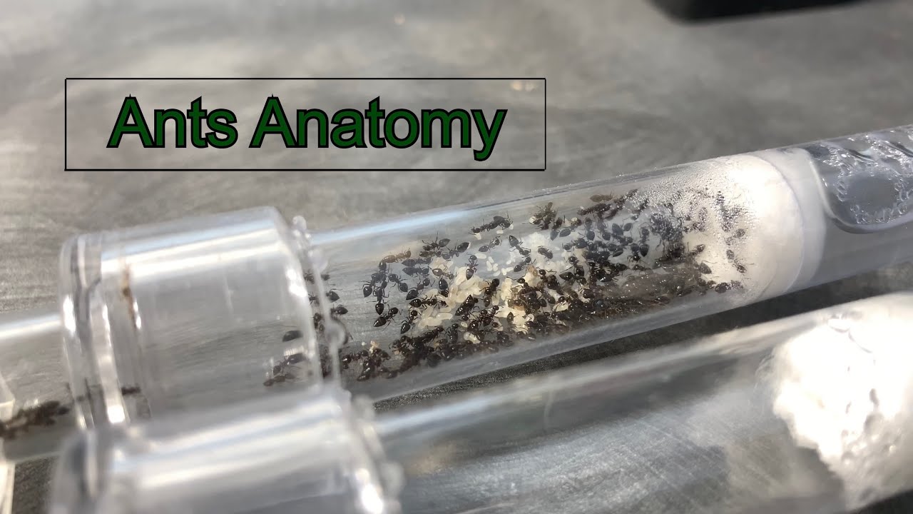 Crematogaster care guide (how to keep crematogaster ants as pets)