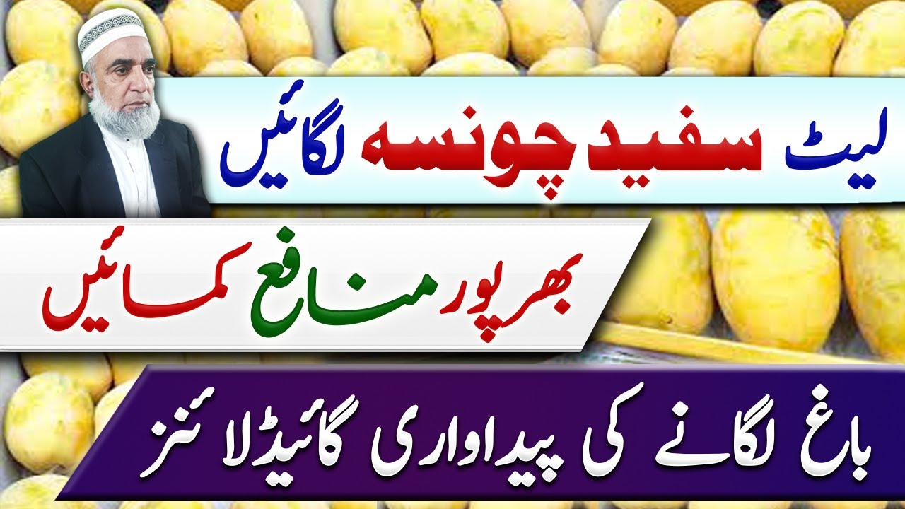 Profitable farming of Late White Chounsa Mango || Crop Reformer