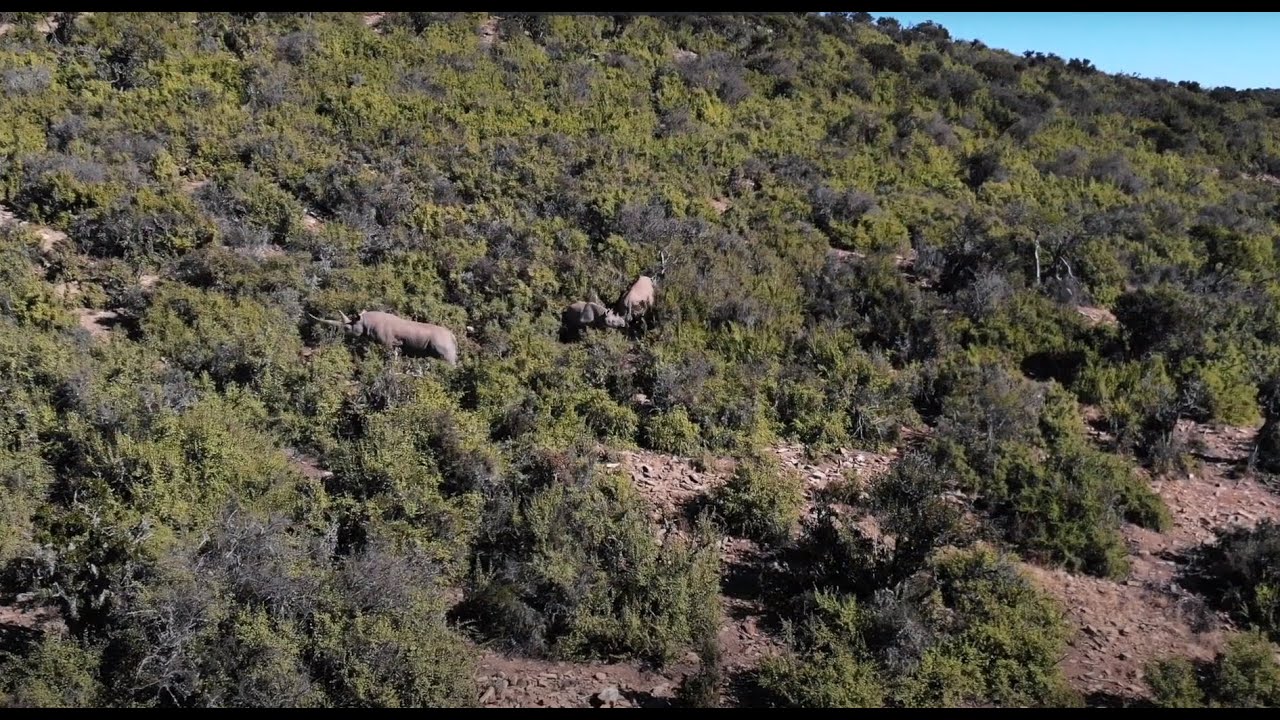 Magic Hills Black Rhino