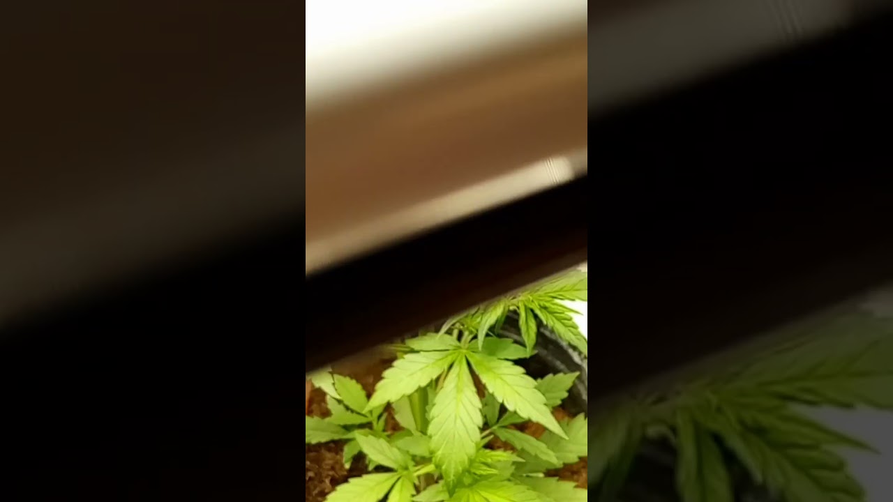 Bloody Skunk Auto Day 25