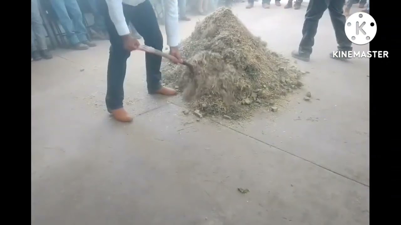 Hay manera de ensilar el NOPAL?