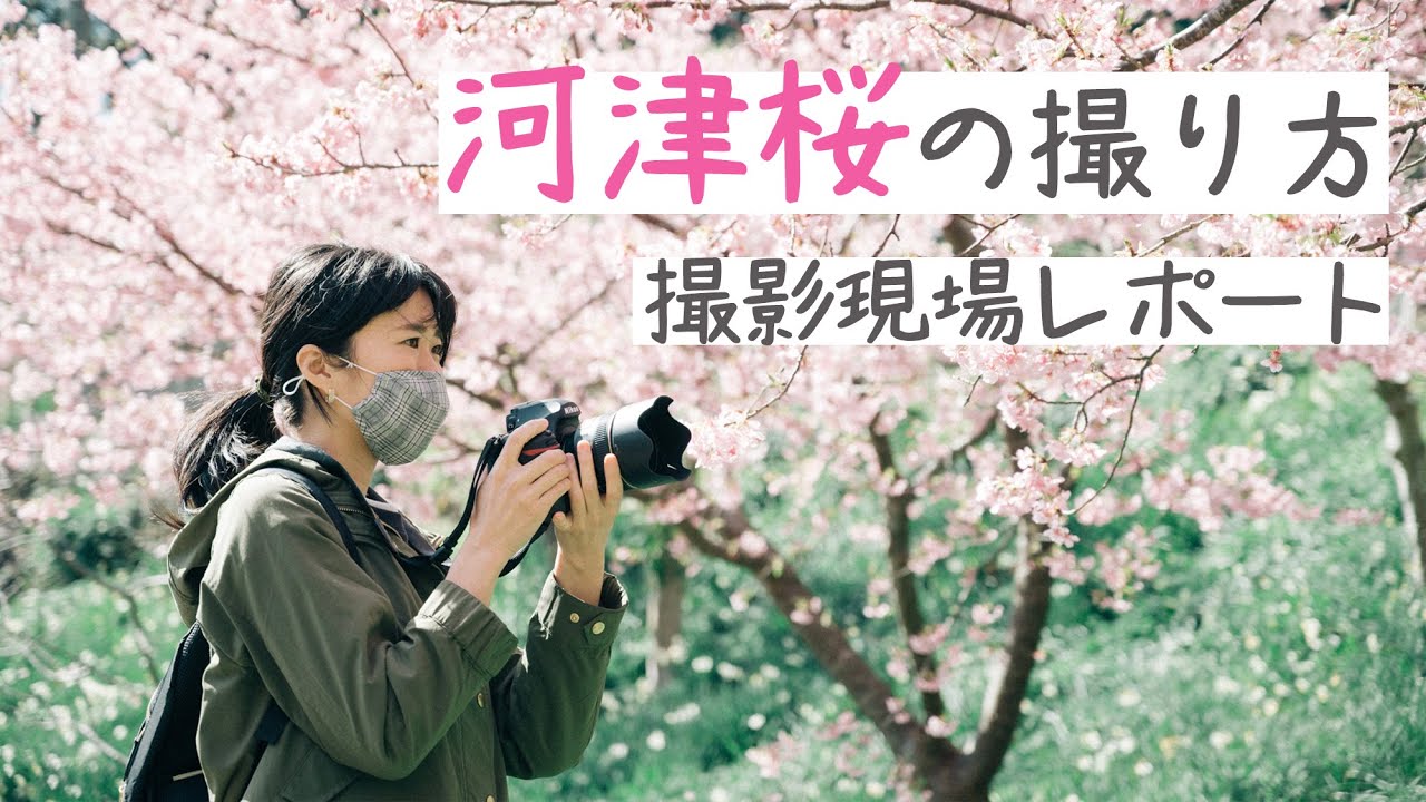 【撮影風景】河津桜を単焦点レンズ58mmF1.4・ナノクリの美しいボケを生かして撮影するよ【プロの撮り方】