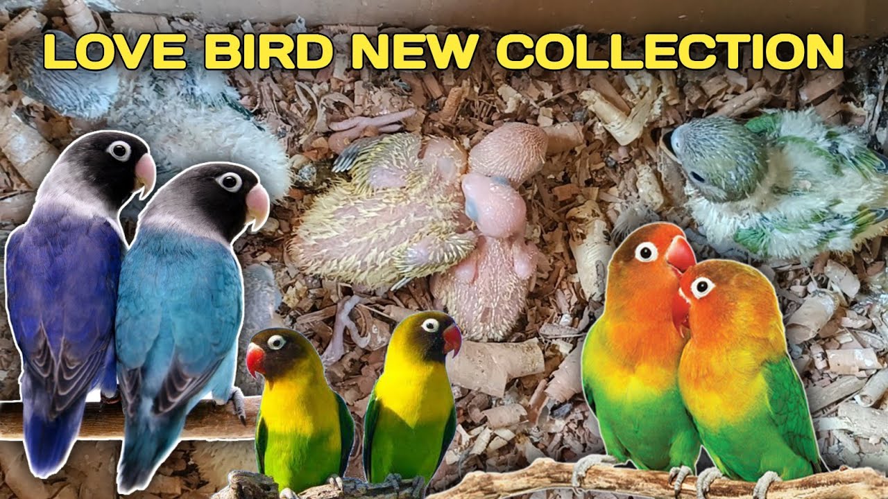 LOVE BIRD NEW COLLECTION | Love Bird Chicks ko Hand Feeding me le liya | Breeding Pair ko Rest Diya.
