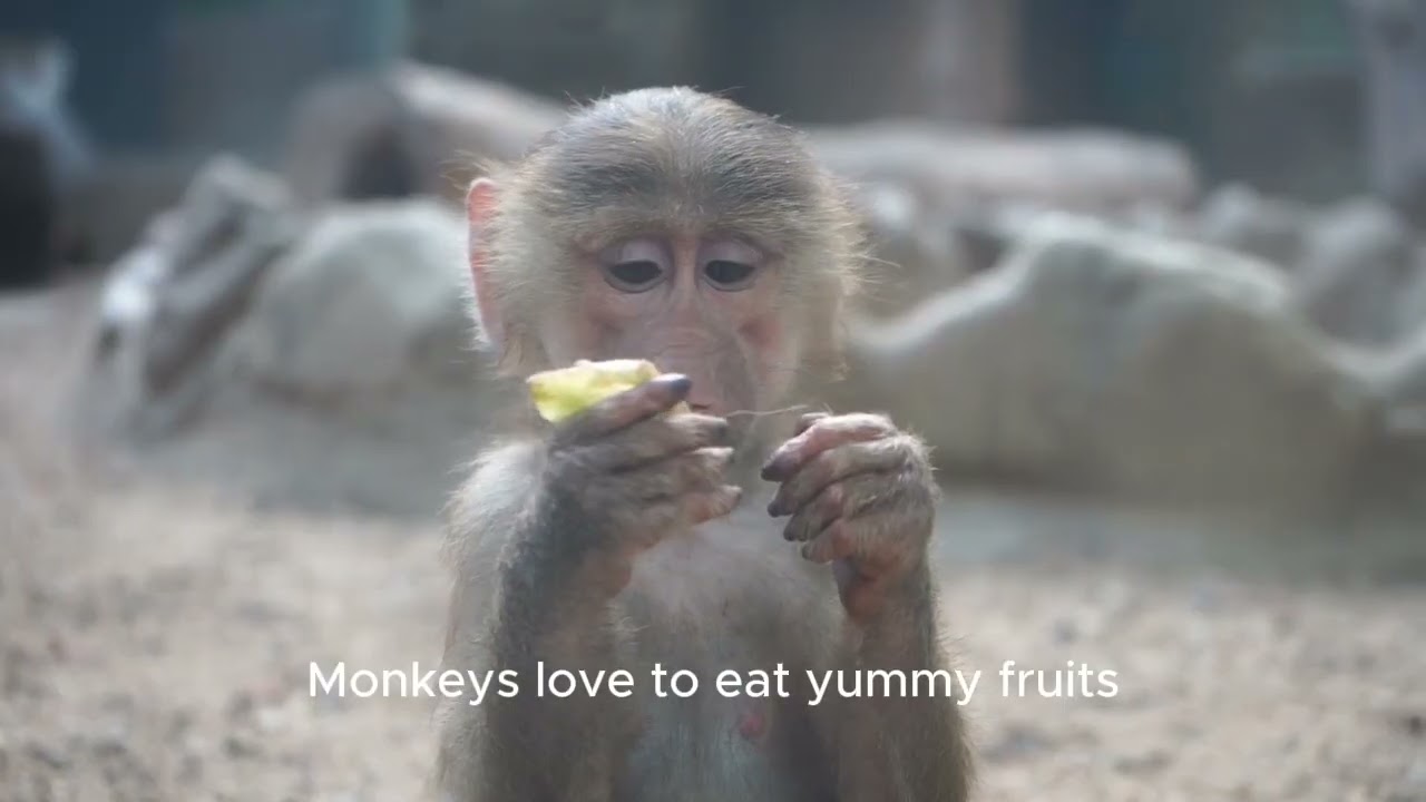 Monkeys
