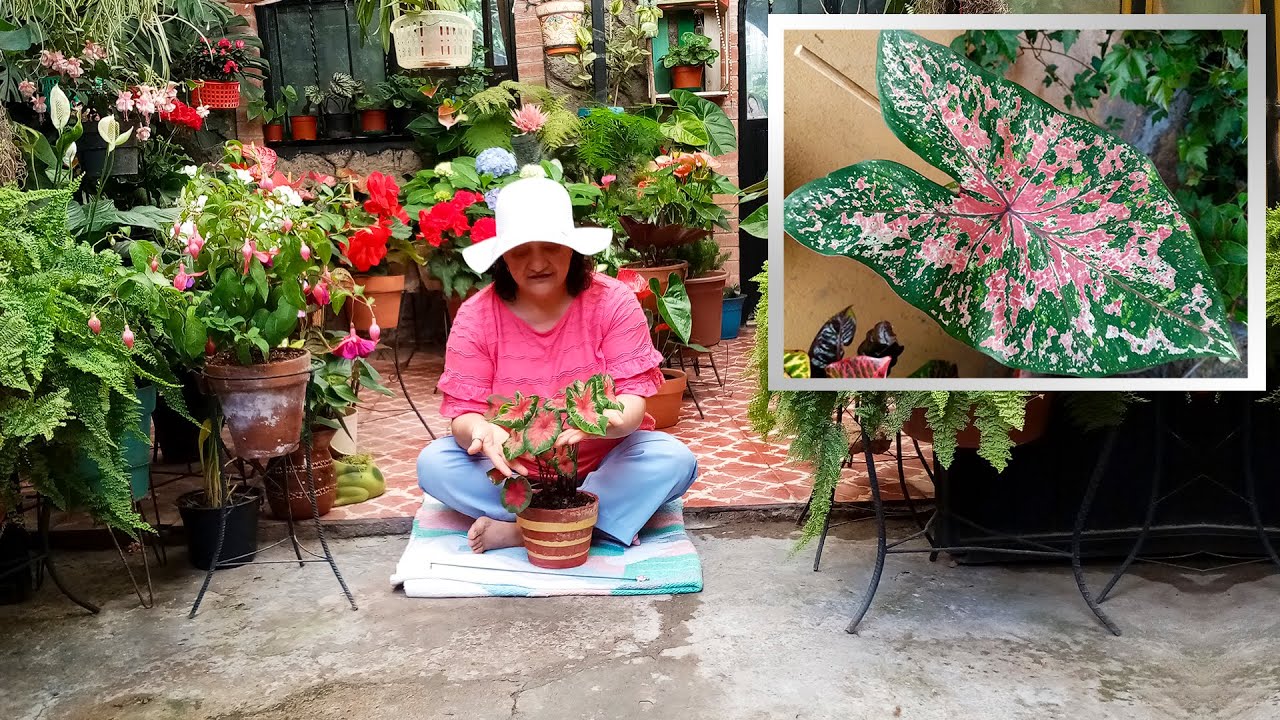 Caladium, Corazón de Jesús para un Cultivo Exitoso