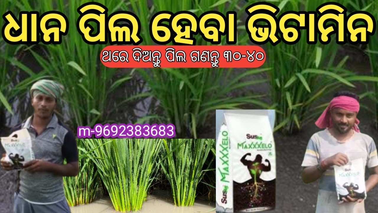 ଧାନ ରେ ପିଲ ହେବା ଭିଟାମିନ// ମେକ୍ସେଲୋ ଜୈବିକ ସାର// mexxalo tillering fortilizer// Mangal murti 