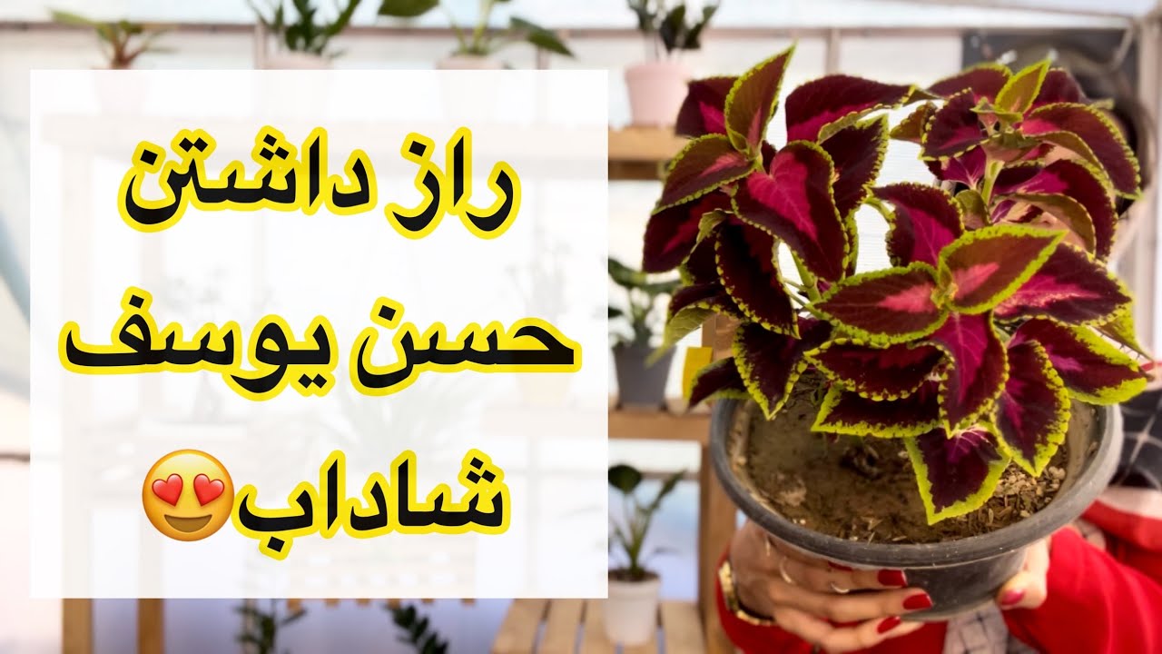 همه چیز در مورد حسن یوسف😍/راز نگهداری گیاه حسن یوسف