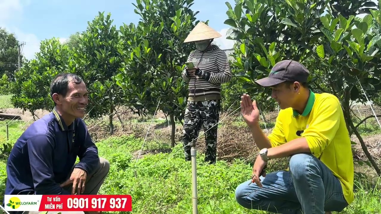 Hướng dẫn chăm sóc mít phát triển tốt vào mùa nắng.