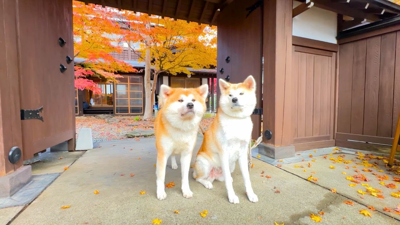 Остановившись в японском отеле... где живет собака акита! 🏯🐕 Пушистые собаки акита. -縁Enishi-