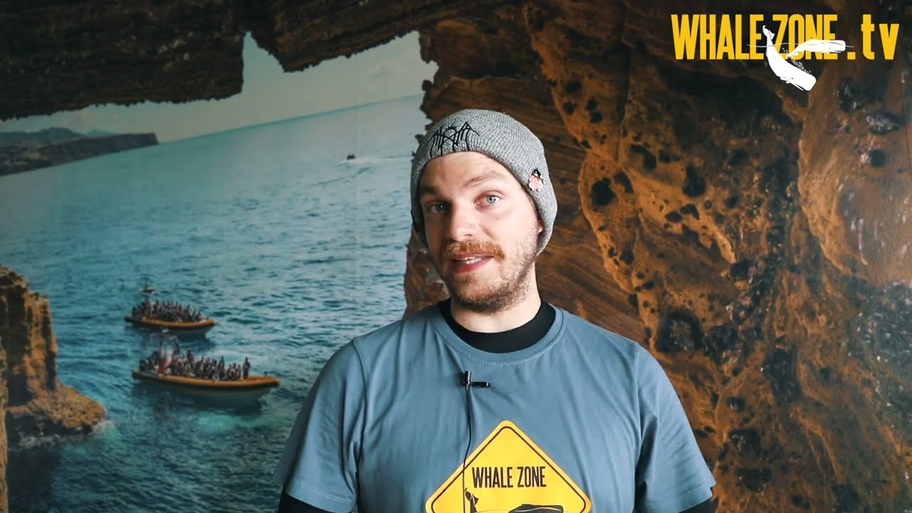 Can Whales and Dolphins Reproduce With Other Species | WHALEZONE.TV S4E7