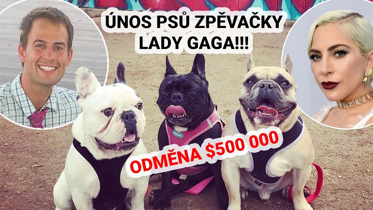 Únos psů zpěvačky Lady Gaga a odměna $500 000!!!