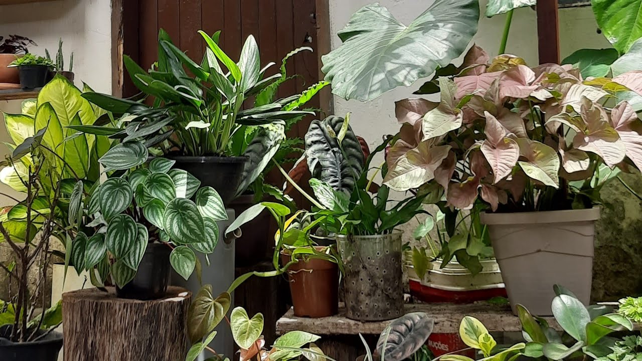 Comprei vasos/replantei /ganhei plantinhas.