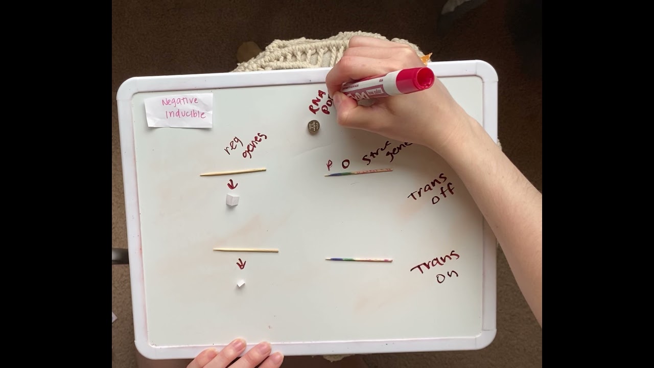 Mini Video 6: Negative Inducible Operon