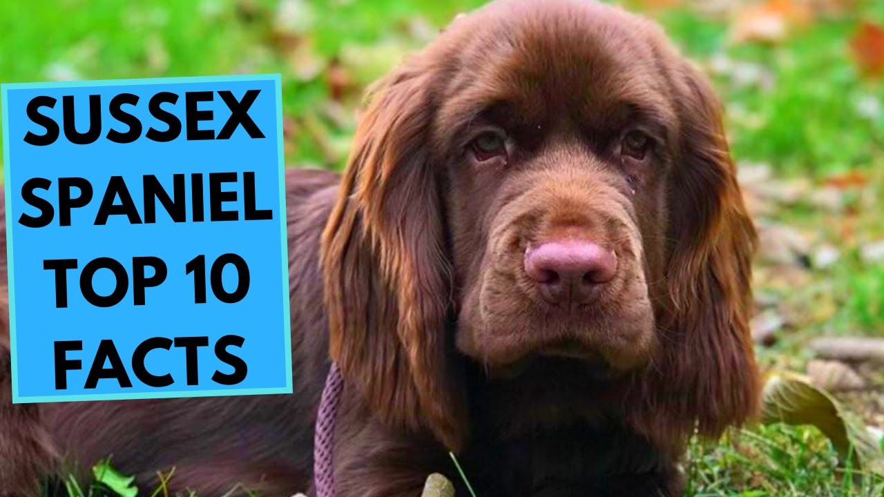 Sussex Spaniel - TOP 10 Interesting Facts