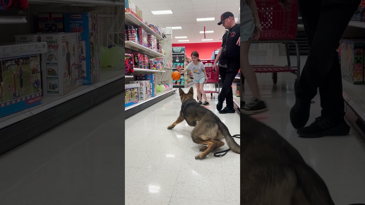 German Shepherd Off-Leash Heeling at Target