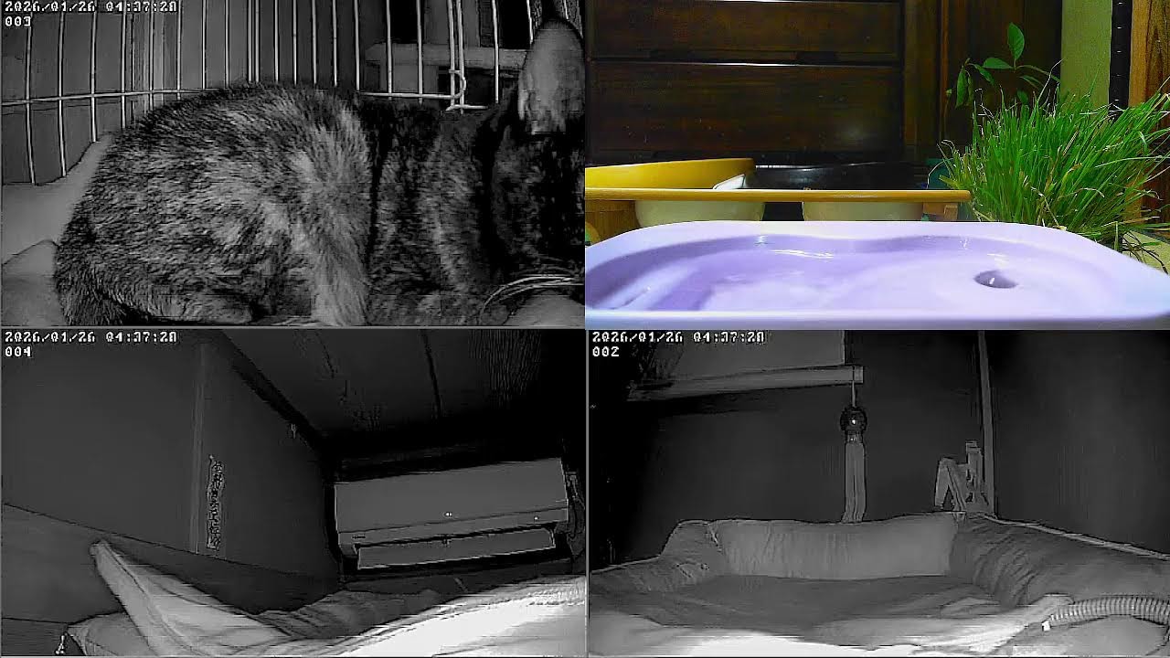 【24時間365日保護猫ライブ】　ロミィがアズキに嫉妬？。猫と水音　野良猫から家猫へ 　保護猫5匹　癒し　ASMR 　 睡眠　cat live
