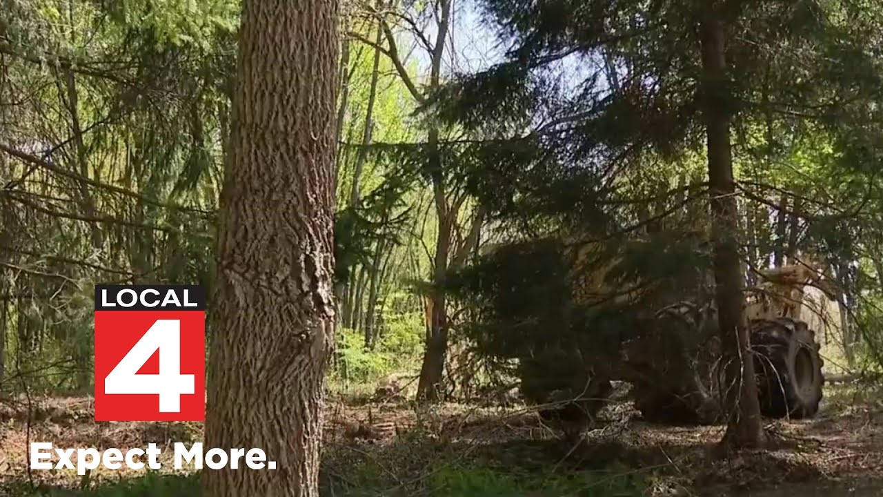 Neighbors fight illegal tree-cutting in Huron Township