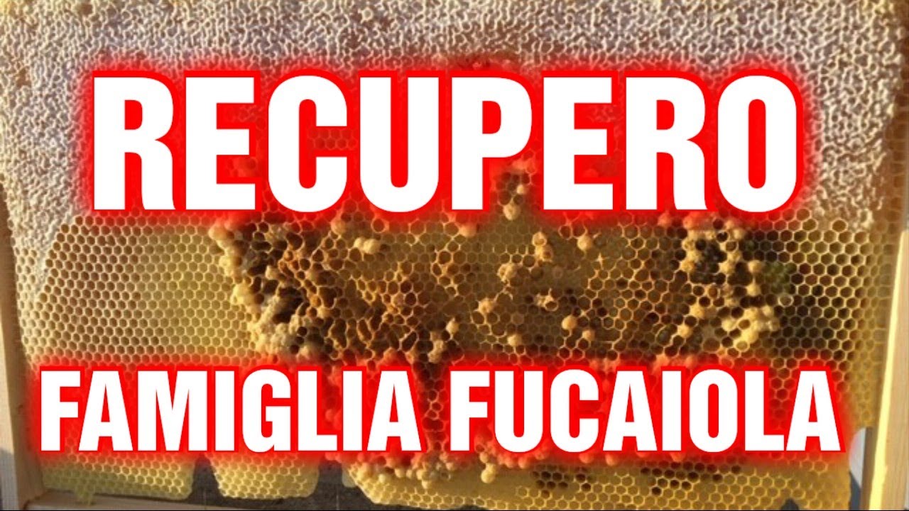 Apicoltura cd: Famiglia fucaiola, soluzione definitiva e unione sciame veloce!