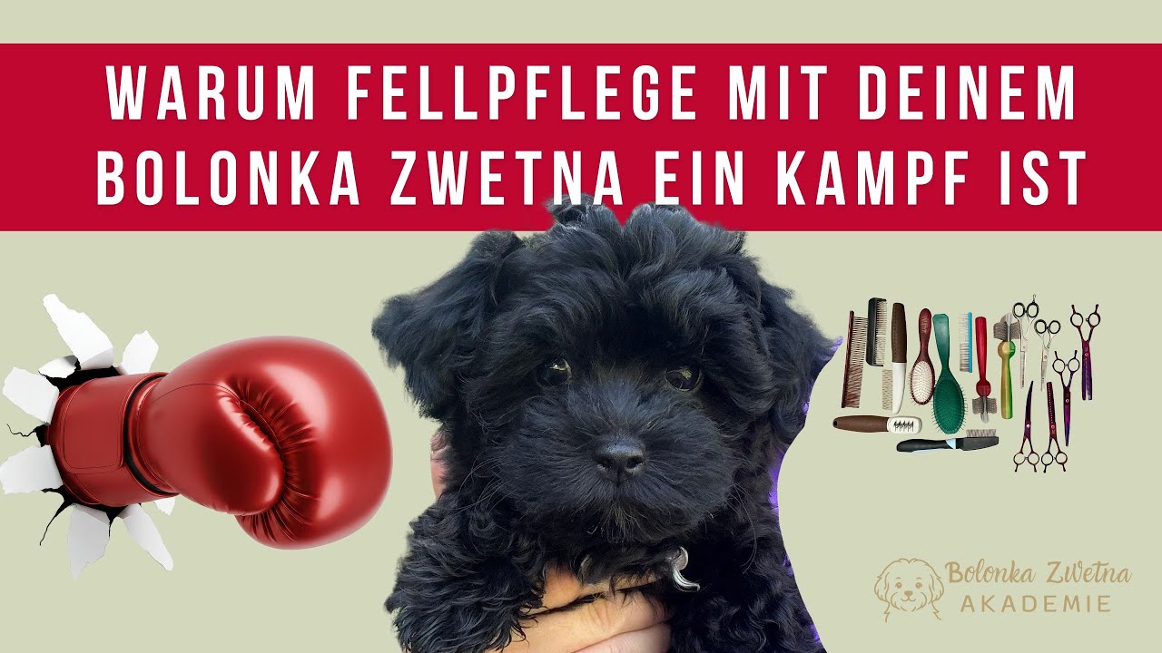 Warum Fellpflege mit deinem Bolonka Zwetna einen Kampf ist