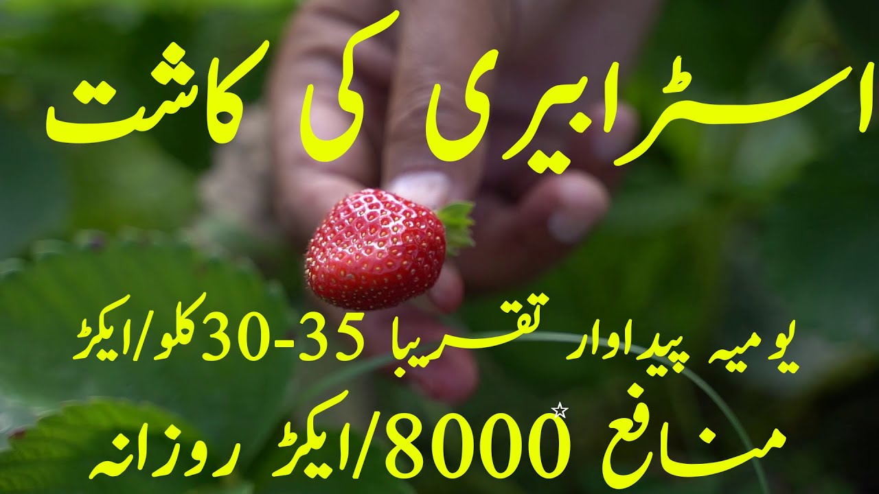 Strawberry Farming in Pakistan | How to Grow Strawberry |Bakhabar Kissan|