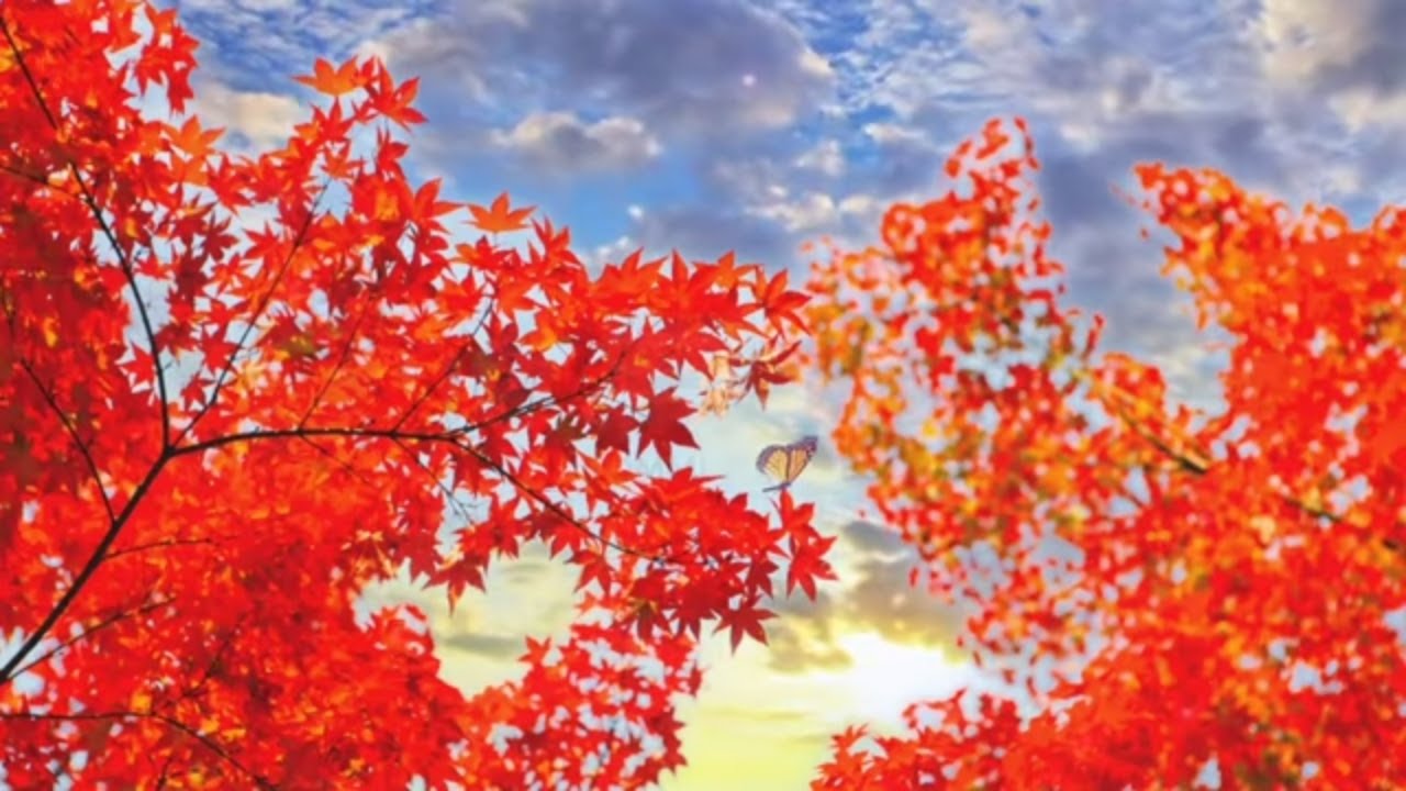 In Jesus Alone | Relaxing Music | Instrumental Songs | Background Music | Worship