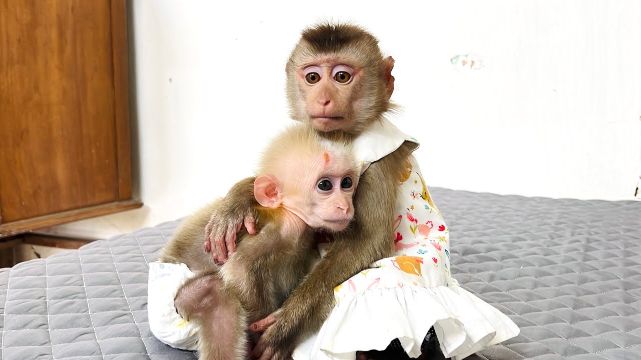 monkey Tina helps her mother take care of the poor baby monkey when she is not at home.