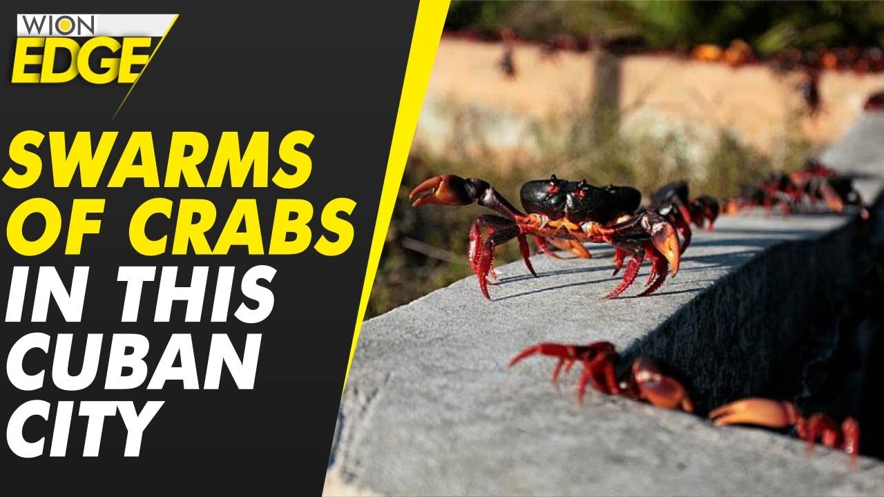 Cuban city sees thousands of red, yellow & black crabs | WION Edge