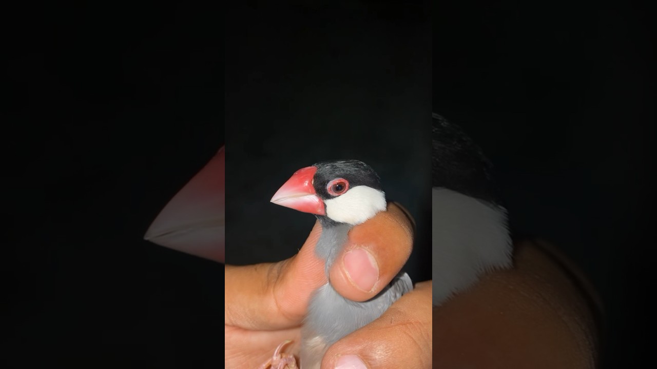 Grey java sparrow Male 😍