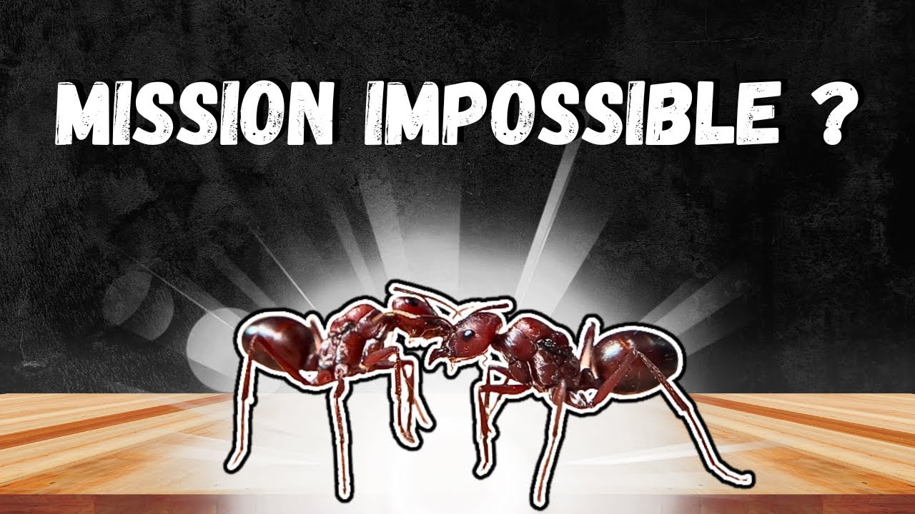 UNE MISSION PRESQUE IMPOSSIBLE ?! Je rassemble deux reines ensemble pour la fondation.