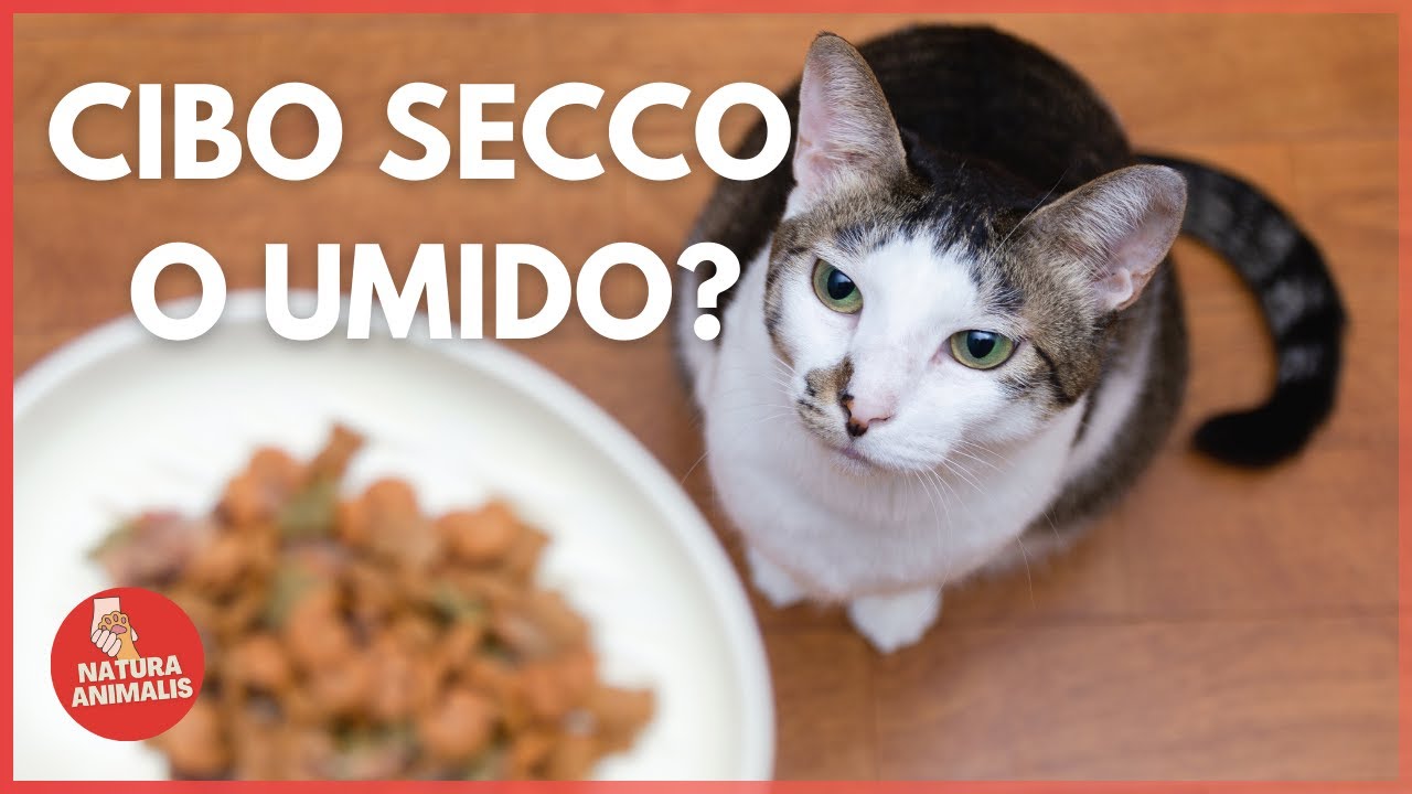 CIBO per Gatti: SECCO o UMIDO?🤔 Vantaggi e Svantaggi + Consigli Veterinari✅ ❌ 🧑&zwj;⚕
