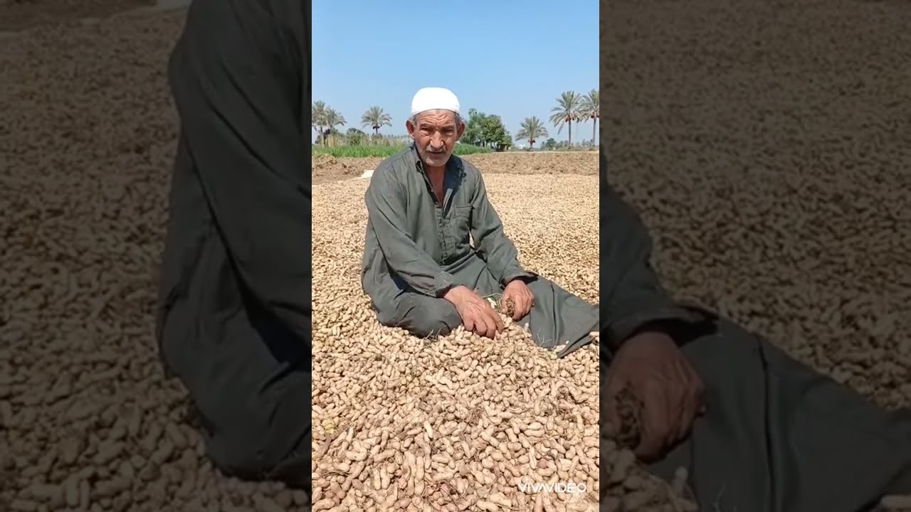 حصاد الفول السوداني