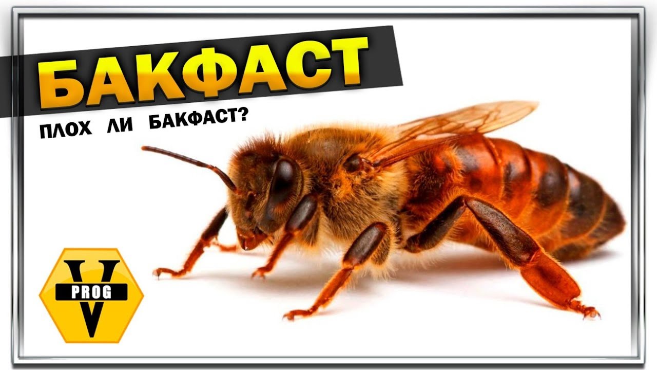 БАКФАСТ! Пчела брата Адама. Стоит ли заводить пчелу бакфаст новичку?